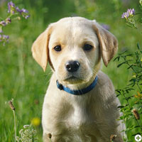 © Working Golden Retriever of Enchanted Garden